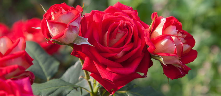 Flowers name in Tamil