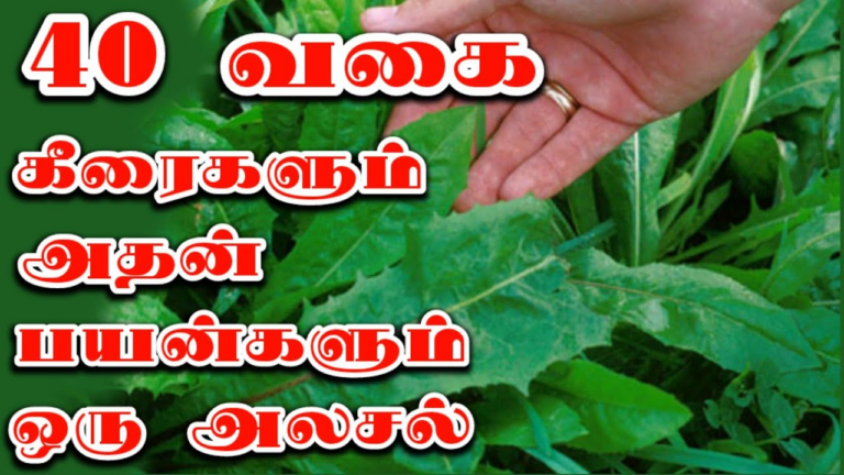 கீரை வகைகள் அதன் பயன்களும்( keerai vagaigal athan payangal tamil)