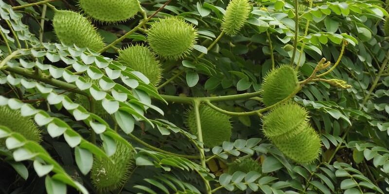 கழற்சிக்காயின் ஆரோக்கிய நன்மைகள்