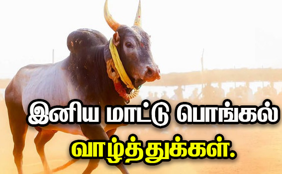 mattu pongal wishes images tamil