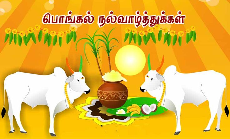 mattu pongal